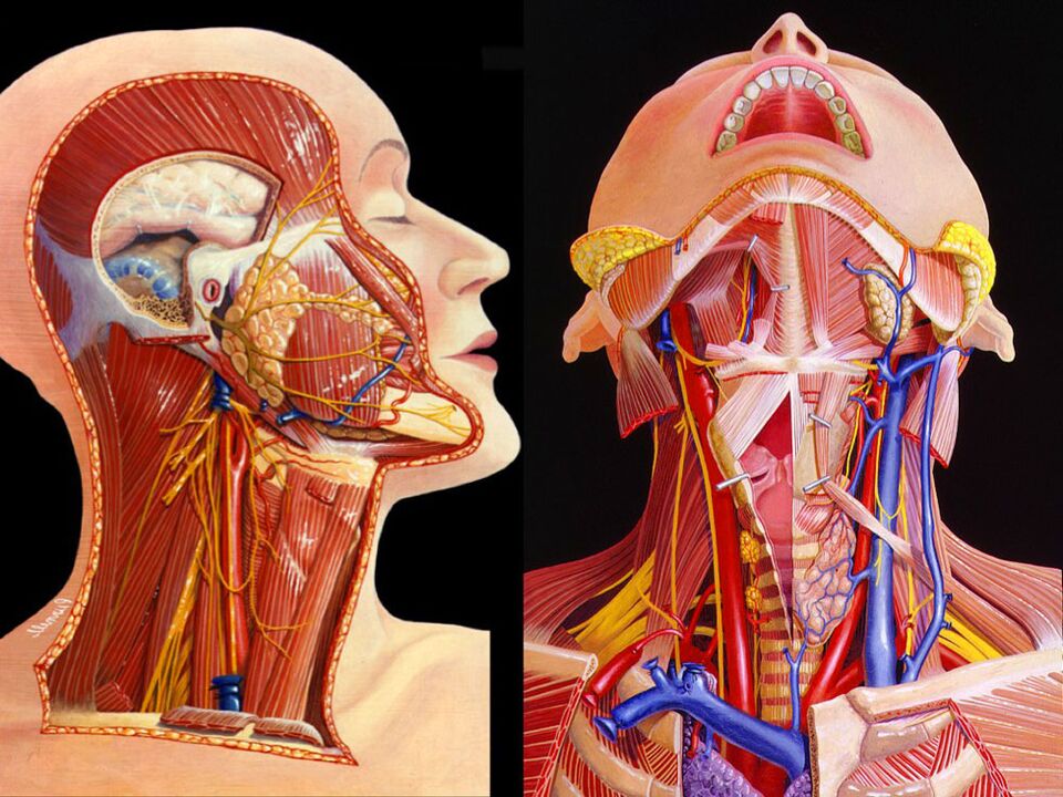 anatómia krku